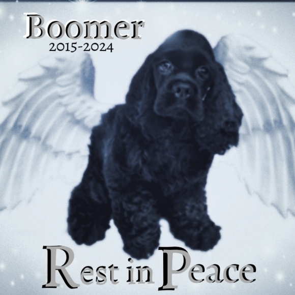 Nib 3in1 Treat Tosser + 2 way speakers + camera (WiFi+app) Attn ALL Pet Lovers - Picture 10 of 11